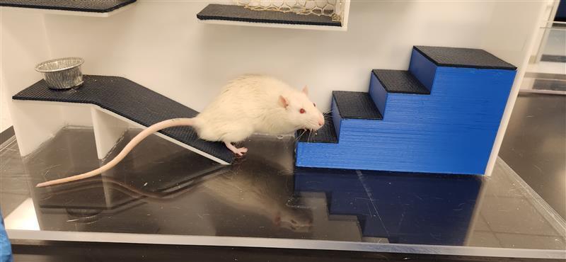 Three Papers on the Rat Lab at the USAF Academy
